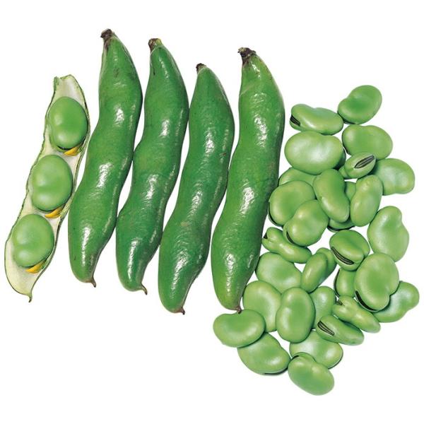 サカタのタネ ソラマメ 打越緑一寸 1L