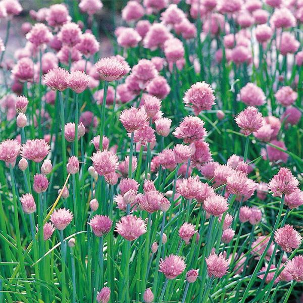 サカタのタネ ハーブ  チャイブ 小袋