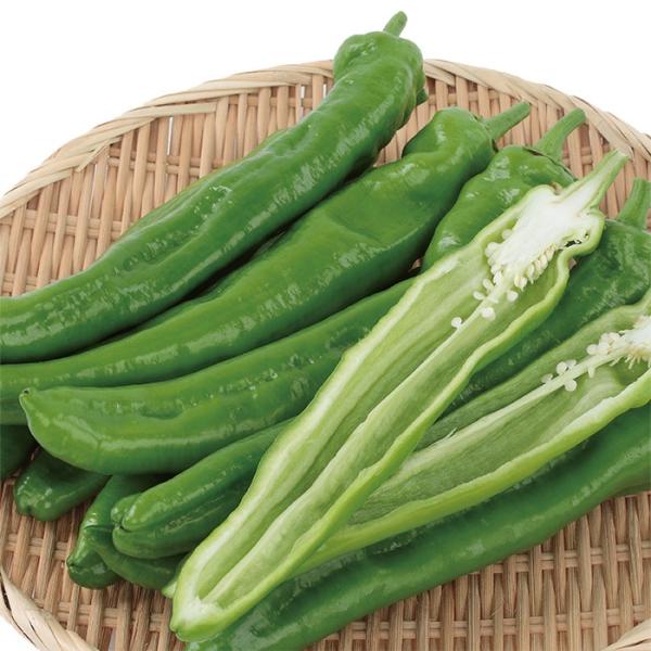 サカタのタネ トウガラシ 唐辛子 とうがらし　福耳ジロー　500粒