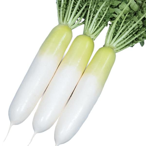 サカタのタネ ダイコン 大根  冬の守　小袋