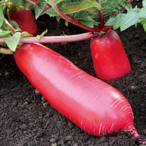 サカタのタネ ダイコン 大根 紅化粧   小袋