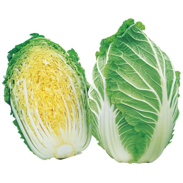 サカタのタネ ハクサイ 白菜 はくさい　ちよぶき70　ペレット5000粒