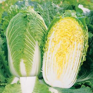 サカタのタネ ハクサイ 白菜 冬月90 小袋の商品画像