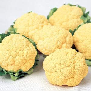 SK9-099 ブロッコリー種子 ペレット5000粒 【野菜種子】【サカタのタネ