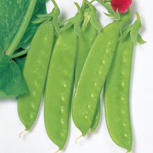 サカタのタネ サヤエンドウ 莢豌豆 さやえんどう　豊成　1dl