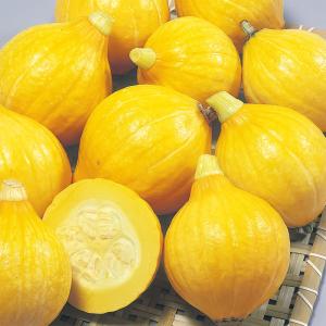 サカタのタネ カボチャ 南瓜 かぼちゃ コリンキ...の商品画像