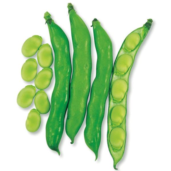 サカタのタネ  ソラマメ 早生そらまめ　小袋