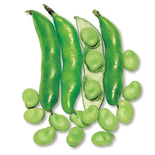 サカタのタネ  ソラマメ 中生そらまめ　小袋