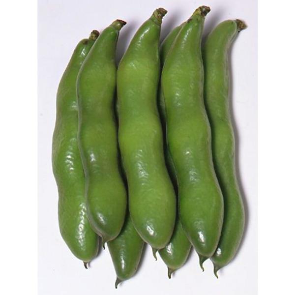 サカタのタネ  ソラマメ 一寸そらまめ　小袋