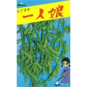 カネコ種苗 エダマメ 枝豆 初だるま 1000粒 PVP : 種苗・園芸ショップ