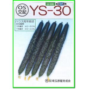 ネギ 楽天市場】【メーカー直送】陽春の宴（TSX-662） ネギ 1DL