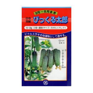 SK9-099 ブロッコリー種子 ペレット5000粒 【野菜種子】【サカタのタネ
