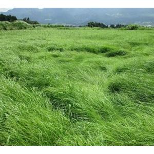 雪印種苗 芝 牧草 緑肥用 クロタラリア ネマックス 1kg : 種苗