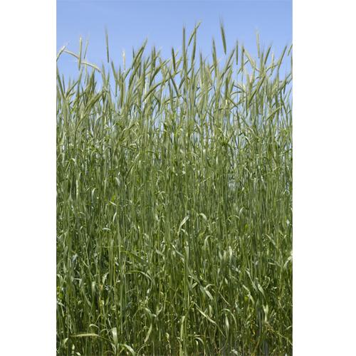 雪印種苗   芝 牧草 緑肥用  ムギ類 ライムギ    R-007/ウィーラー  1kg
