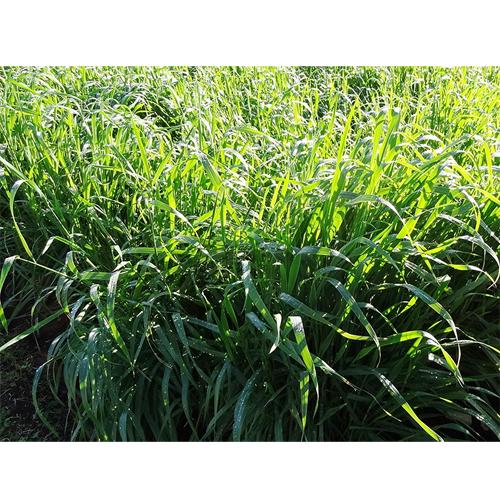 雪印種苗   芝 牧草 緑肥用  エンバク野生種   ヘイオーツ   1kg