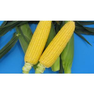 大特価！】野菜の種/種子 おおもの83・とうもろこし・スイートコーン