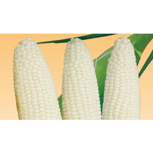 大特価！】野菜の種/種子 甘々娘・かんかんむすめ・とうもろこし