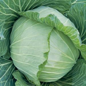 トキタ種苗 ネギ ねぎ 葱 大河の轟き コート5000粒 : 種苗・園芸