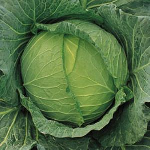 タキイ種苗 キャベツ 四季穫 RF