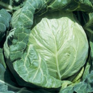 タキイ種苗 キャベツ 北ひかり RF