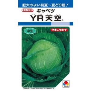 コート種子 キャベツ TCA-422 タキイ交配 コート種子 キャベツ TCA-422 タキイ交配