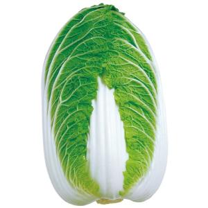 タキイ種苗 レタス ヒートガイ ペレット5000粒 : 種苗・園芸ショップ