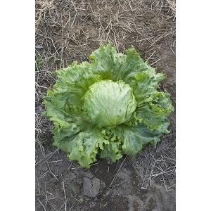 タキイ種苗 レタス ヒートガイ ペレット5000粒 : 種苗・園芸ショップ