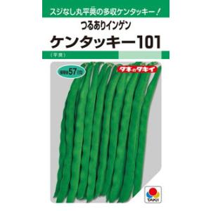 タキイ種苗 インゲン いんげん豆 ケンタッキー101 1dl