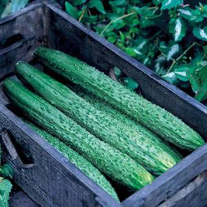 野菜・種/苗 青実はやとうり 千成うり 千成瓜 隼人瓜 ハヤトウリ 種