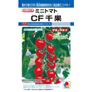 タキイ種苗 トマト TY千果 1000粒 PVP : 種苗・園芸ショップ 種もり