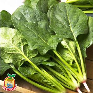 タキイ種苗 レタス ヒートガイ ペレット5000粒 : 種苗・園芸ショップ