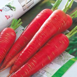 タキイ種苗 ニンジン 人参 にんじん 冬ちあき ペレット1万粒 : 種苗
