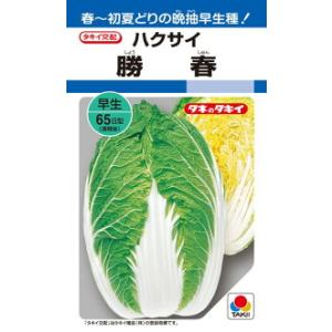 タキイ種苗 レタス ヒートガイ ペレット5000粒 : 種苗・園芸ショップ