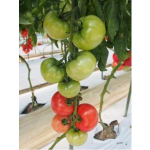 トキタ種苗 コマツナ こまつな 小松菜 真夏の四番打者 M4万粒 : 種苗