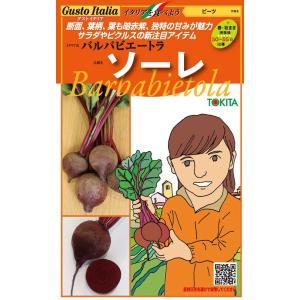 トキタ種苗 ビート ソーレ　1000粒
