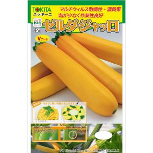 トキタ種苗 ズッキーニ ゼルダ・ジャッロ　小袋