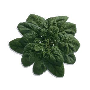 ちぢみほうれんそう「寒味（かんあじ）」用出荷FG袋100枚 ☆送料