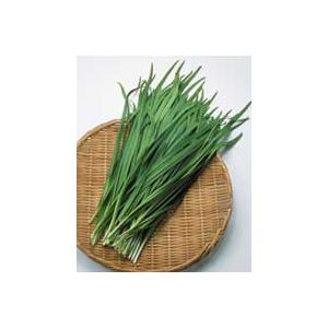 野菜の種/種子 広巾にら ニラ 13ml（メール便発送）タキイ種苗