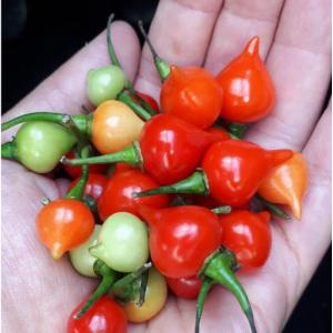 トキタ種苗 トウガラシ とうがらし 唐辛子 ビキーニョ 小袋 : 種苗