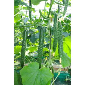 きゅうり きゅうり 5本：おもちゃ：百町森