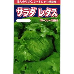 タキイ種苗 レタス ヒートガイ ペレット5000粒 : 種苗・園芸ショップ