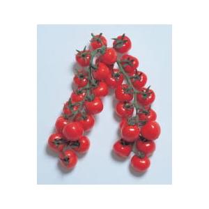 たね 渡辺採種場　トマト　CFプチぷよ2　小袋