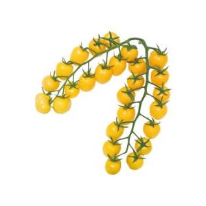 たね 渡辺採種場　トマト　CFプチぷよイエロー　小袋