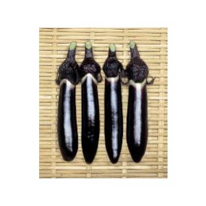 タキイ種苗 レタス ヒートガイ ペレット5000粒 : 種苗・園芸ショップ