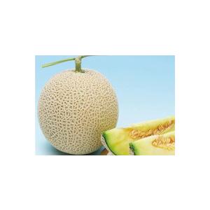 八江農芸 メロン ミラノ夏 1 100粒 : 種苗・園芸ショップ 種もり