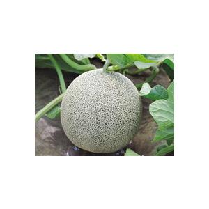 八江農芸 メロン シャーロック 100粒 : 種苗・園芸ショップ 種もり