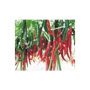 八江農芸 トウガラシ とうがらし 唐辛子 ホットパラソルEX 100粒