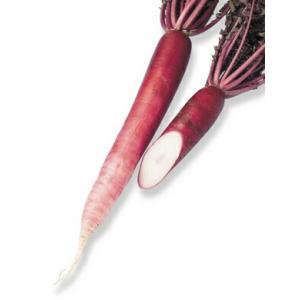 八江農芸 ダイコン だいこん 大根 赤首女山三月 20ml : 種苗・園芸