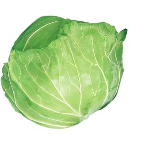 たね 大和農園 キャベツ 甘藍 きゃべつ YSC-181 10ml : 種苗・園芸