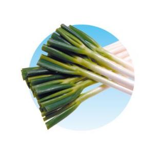 【ながねぎ】 r_f21e_023_1.jpg